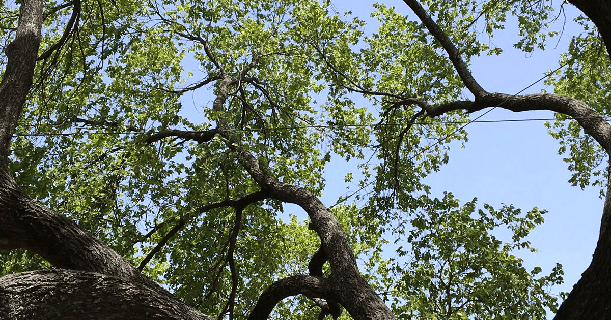 Mooresville NC Tree Contractor Emergency Tree Services in Mooresville - hazardous tree removal