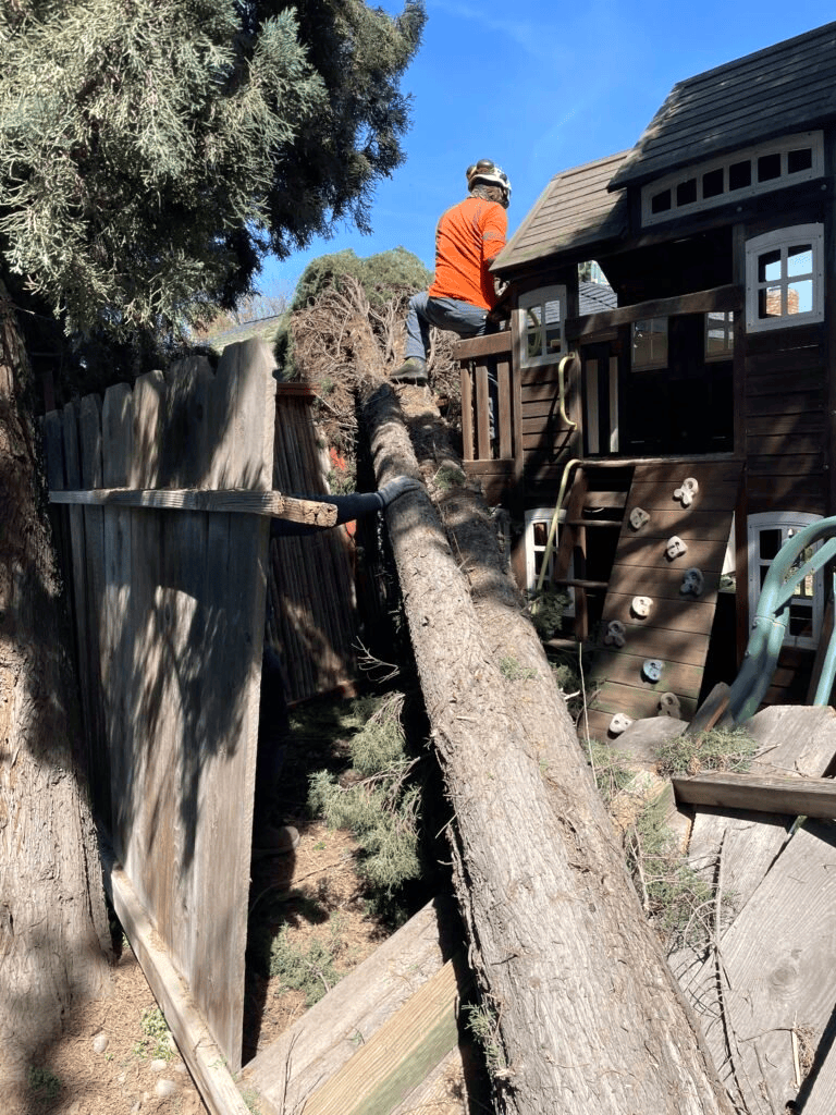 Mooresville NC Tree Contractor Emergency Tree Services in Mooresville - resistant tree stabilization services