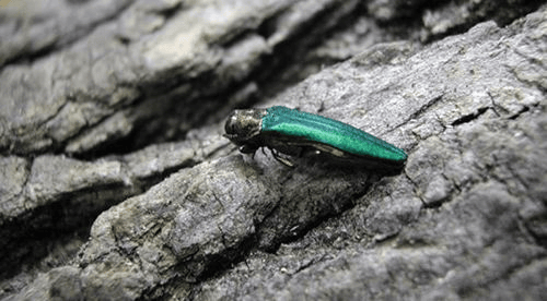 Mooresville NC Tree Contractor Invasive Species Management in Mooresville - invasive species control solutions