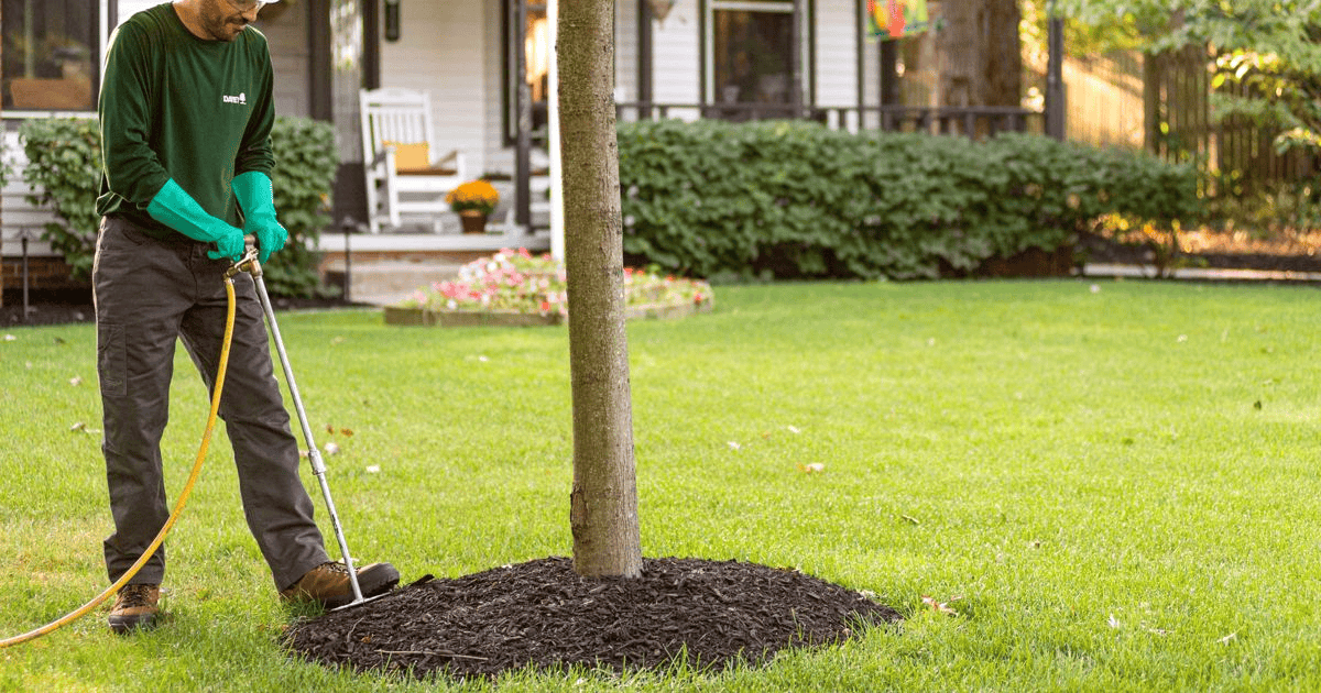 Mooresville NC Tree Contractor Residential Tree Services in Mooresville - tree care