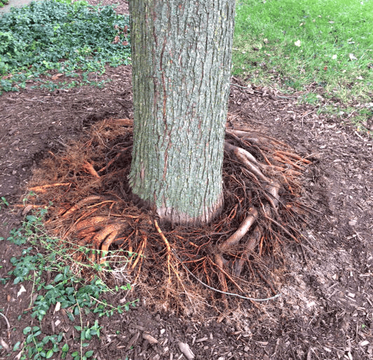Mooresville NC Tree Contractor Root Removal Services in Mooresville - stump removal services